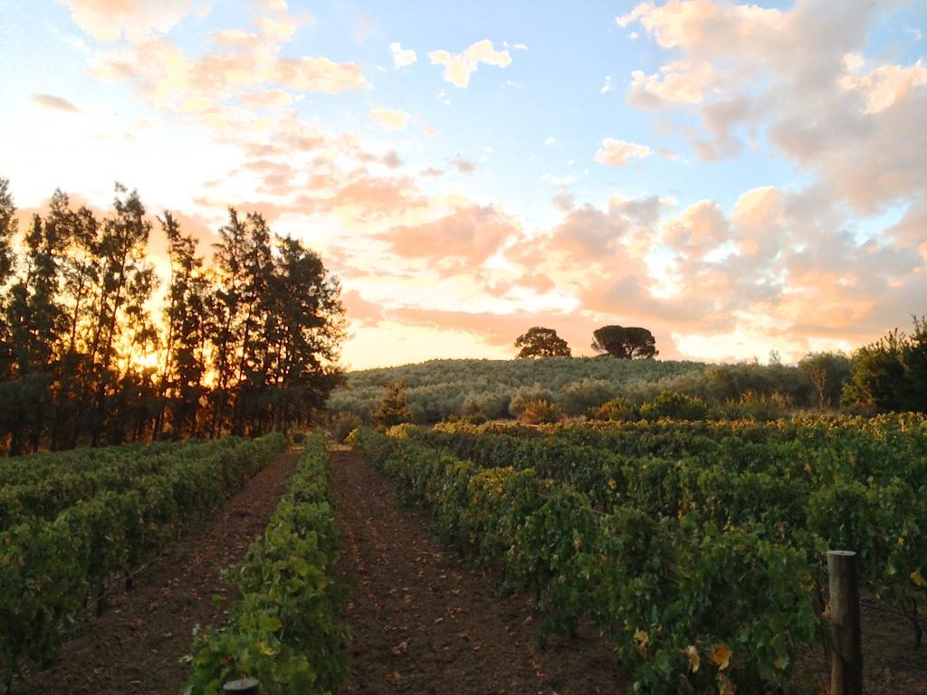 파를 Calais Wine Estate 게스트하우스 외부 사진